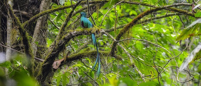 Resplendent Quetzal © 2021 Authentic Travel All Rights Reserved